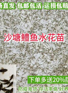 原生鱼虎头鲨水花 沙塘鳢水花苗 木奶奶土布鱼呆子鱼痴姑呆鱼