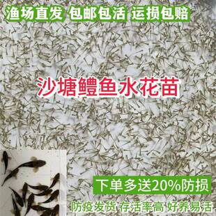 原生鱼虎头鲨水花 沙塘鳢水花苗 木奶奶土布鱼呆子鱼痴姑呆鱼