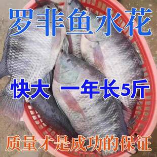 罗非鱼水花脆肉罗非鱼苗大品种福寿鱼单性非洲鲫鱼淡水养殖