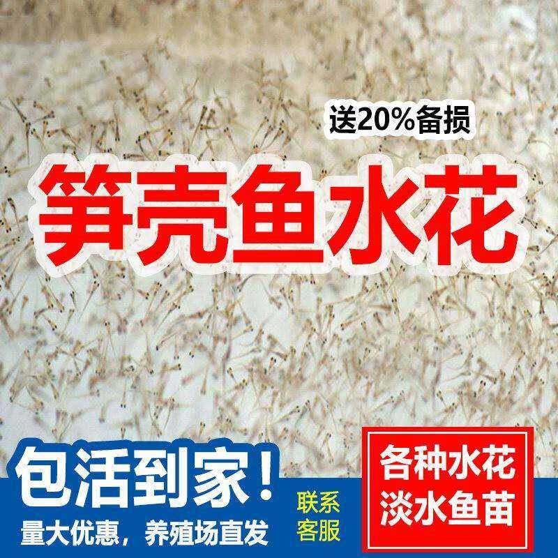 笋壳鱼苗水花鱼苗沙塘鳢淡水鱼呆呆鱼苗沙塘鳢苗养殖食用石斑鱼图片