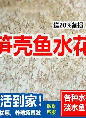 笋壳鱼苗水花鱼苗沙塘鳢淡水鱼呆呆鱼苗沙塘鳢苗养殖食用石斑鱼