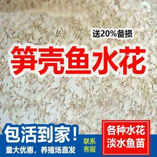 笋壳鱼苗水花鱼苗沙塘鳢淡水鱼呆呆鱼苗沙塘鳢苗养殖食用石斑鱼