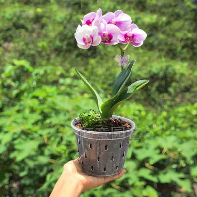 新款蝴蝶兰专用花盆透明白塑料带侧孔树脂育苗杯石斛绿植透气养根