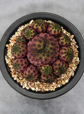 紫丽丸群仙人球精养紫色多头开花落地仙人掌多肉阳台观赏小盆栽