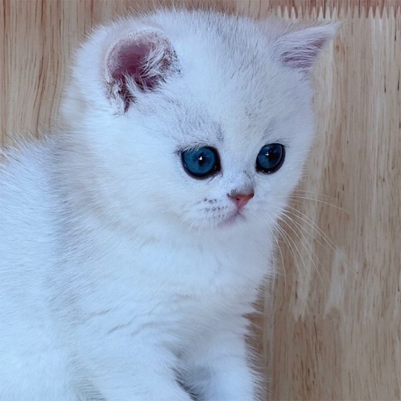 赛级血统云系欧血银渐层英国短毛猫 英短银渐层纯绿眼