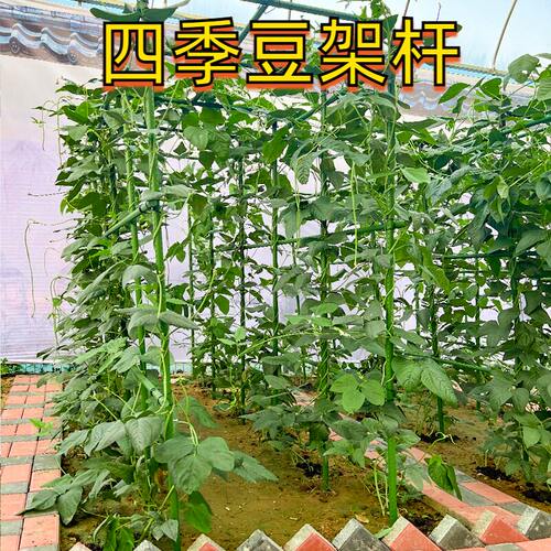 四季豆架杆爬藤架葡萄攀爬黄瓜丝瓜豆角架种菜支架庭院植物支撑杆