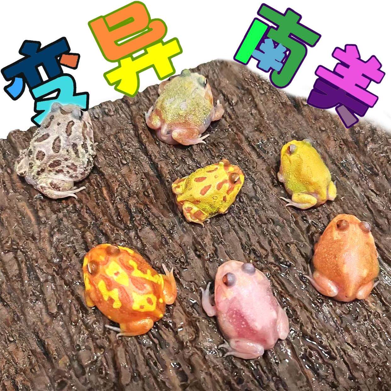 大个体南美角蛙宠物青蛙小丑蛙姥爷树蛙霸王黄金绿角波子蝴蝶角蛙