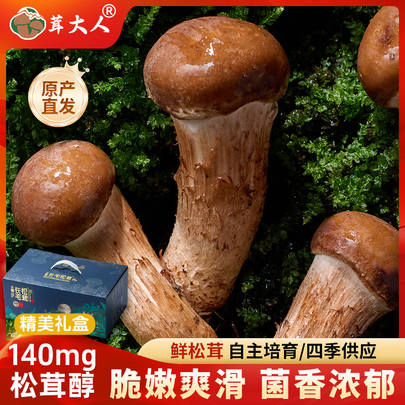 茸大人松茸煲汤滋补送礼不开伞食用菌非干货