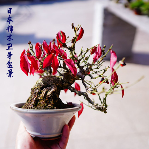 鬼箭羽卫矛盆景老桩净化空气植物室内办公桌阳台造型绿植盆栽