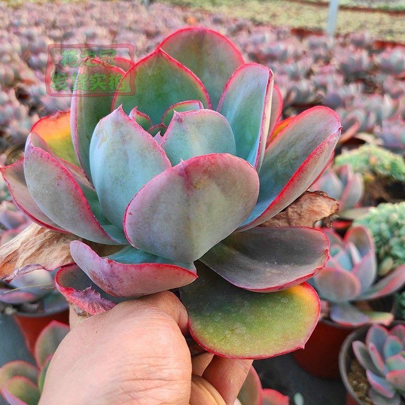 肯尼迪多肉巨大型多肉系列薄叶系植物薄叶中的百变星君经典品种