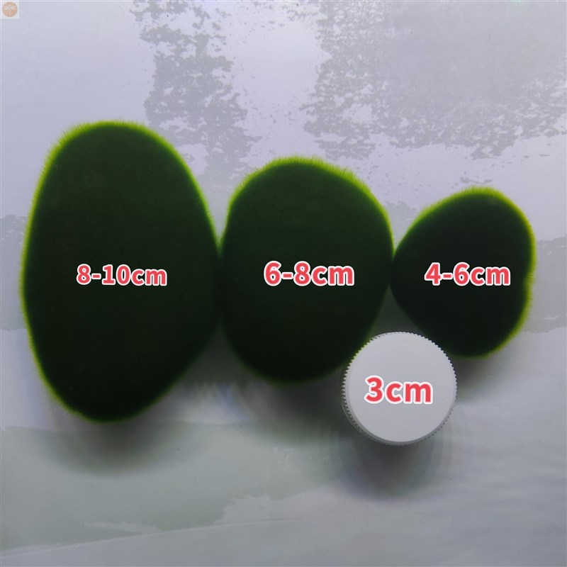 长绒藻绿藻藻种藻石藻球短绒藻绿藻苏虾藻鱼缸绿藻绿苔种水草净化