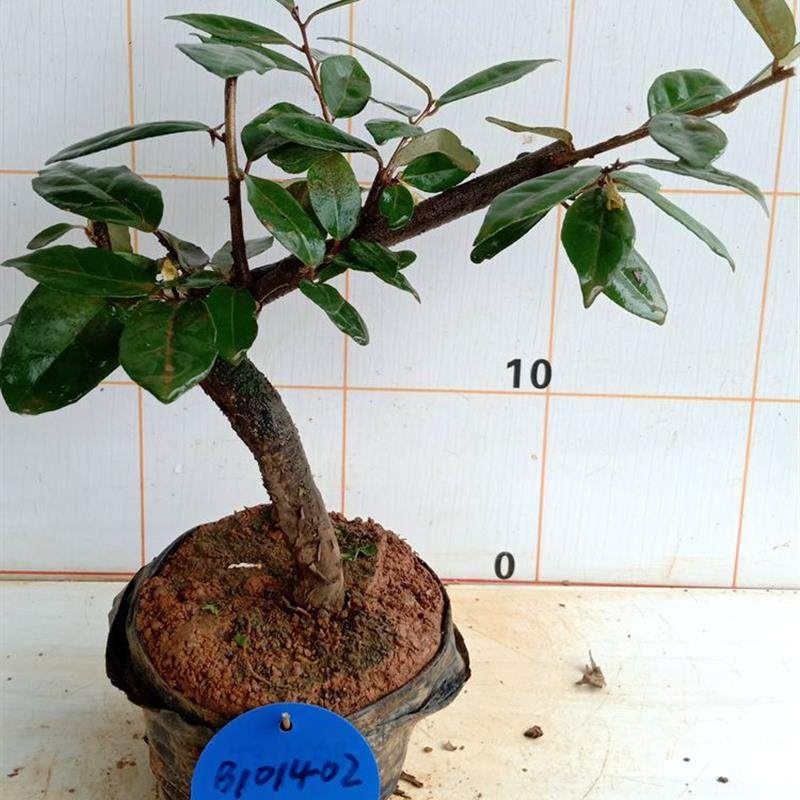 室内客厅树木盆景栽培胡秃子老桩庭院观茎常绿植物除甲醛大型提根