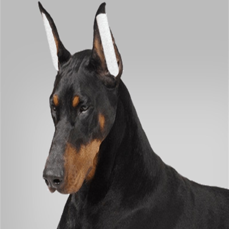 立耳器幼犬杜宾犬立耳棒绑耳德牧狗耳朵矫正器辅助器柔软泡沫胶带