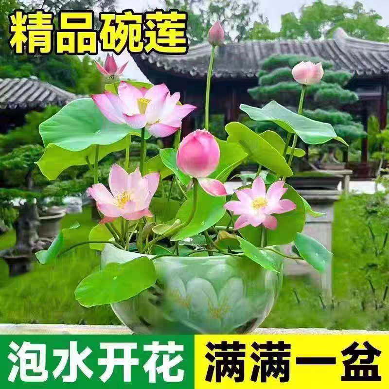 【水培开花】莲花懒人水养开花碗莲水培植物荷花阳台和鱼共养