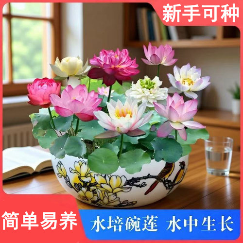 【水培开花】莲花懒人水养开花碗莲水培植物荷花阳台和鱼共养