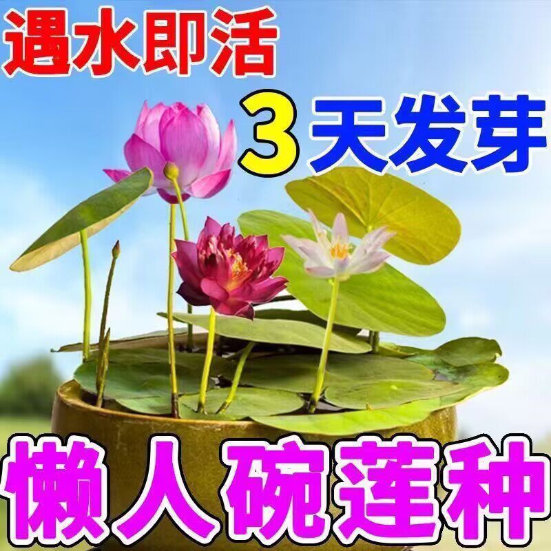 水培碗莲种籽子四季睡莲荷花水养水生植物