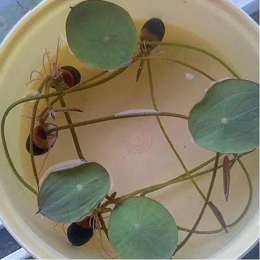 【水培开花】莲花懒人水养开花碗莲水培植物荷花阳台和鱼共养