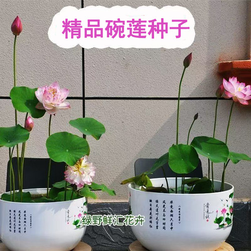 【水培开花】莲花懒人水养开花碗莲水培植物荷花阳台和鱼共养