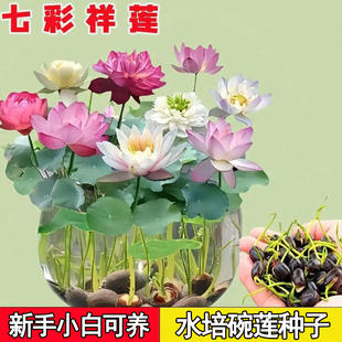 【水培开花】莲花懒人水养开花碗莲水培植物荷花阳台和鱼共养