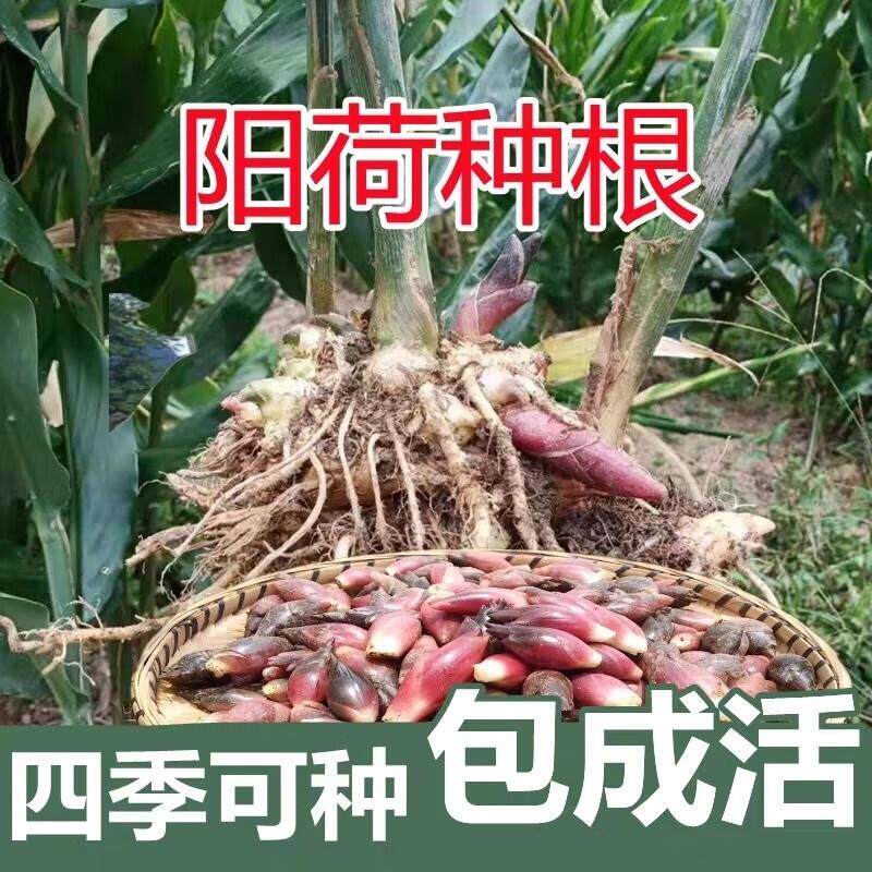洋荷姜种子苗阳台庭院种植阳荷姜洋火姜现挖新鲜根块1斤包邮发货