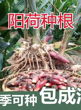 现挖四季盆栽新鲜阳台庭院种植