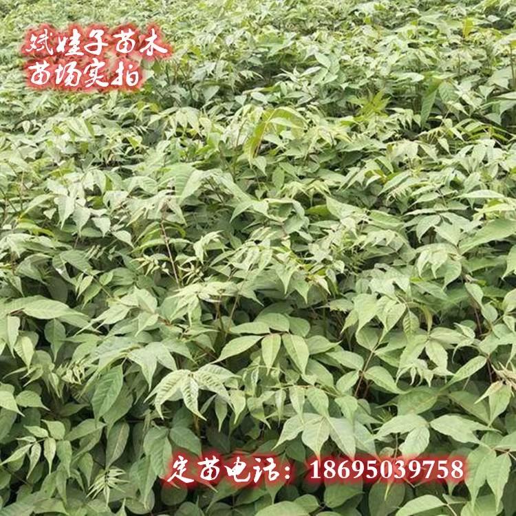 耐寒树苗篱笆树苗庭院围墙绿篱