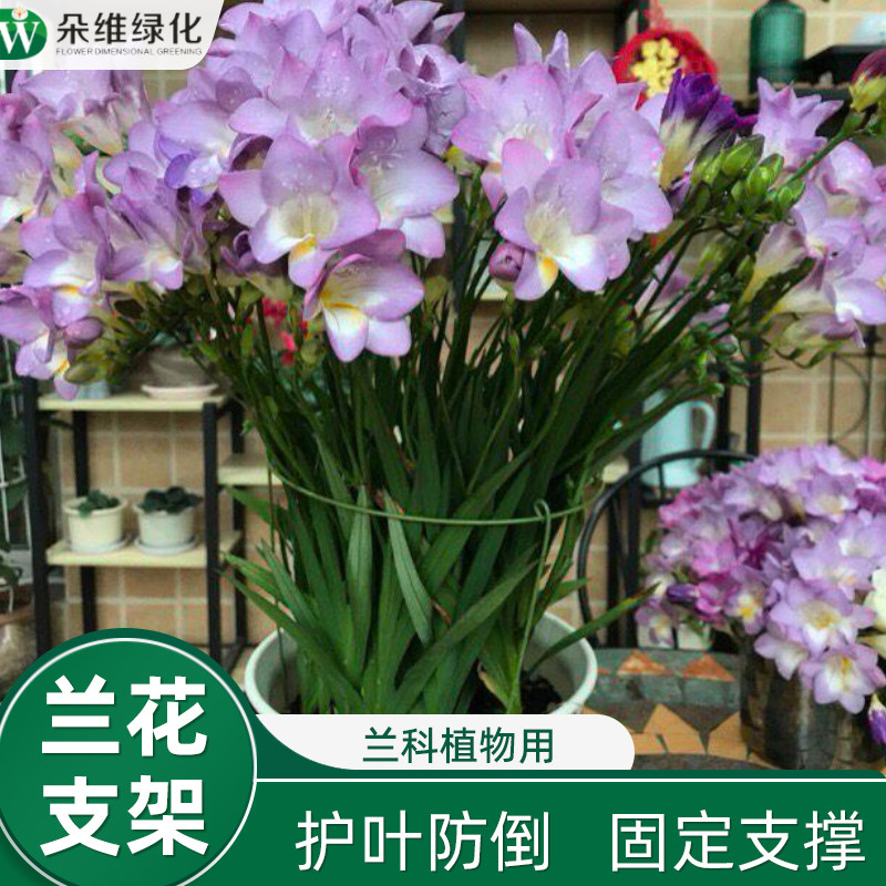 蟹爪兰专用支架兰花架朱顶红花架子盆栽支伸缩杆单层护叶花架撑架