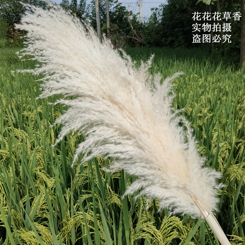 ins网红大芦苇蒲苇干燥花花束桌面摆件拍摄道具插花田园风装饰永