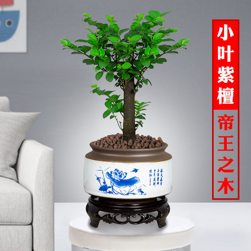 小叶紫檀盆景树桩植物老桩盆栽客厅桌面室内绿植好养树苗四季常青