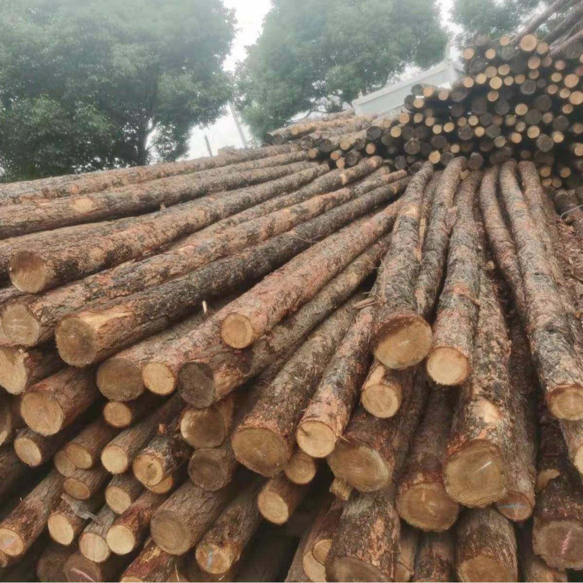 河道木桩高护坡木工河堤杉木桩地治木桩整原木加打021桩木,畜牧/养殖物资,特种养殖设备,淘宝优惠券,粉丝福利购,淘宝优惠卷