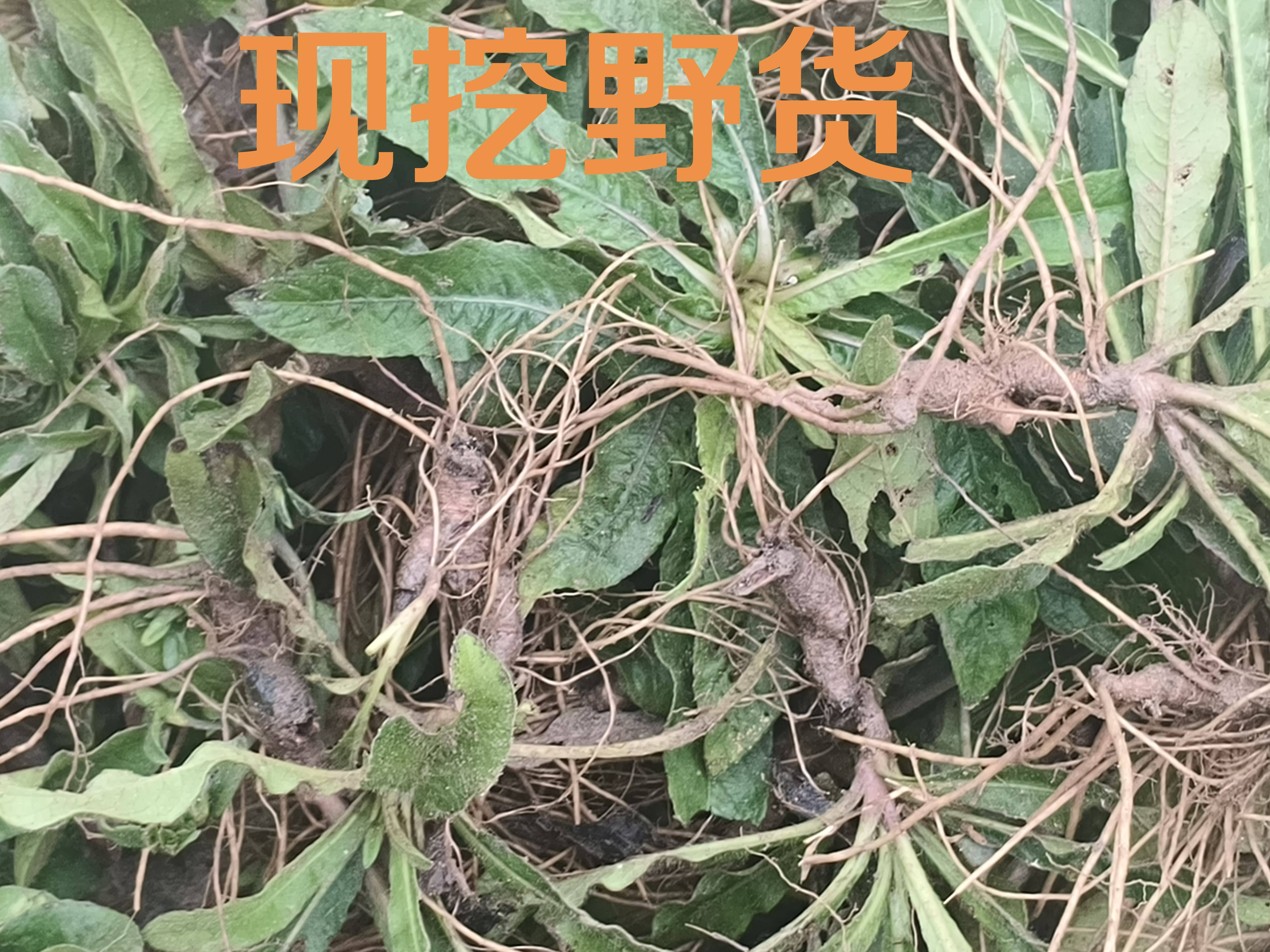 新鲜野货地胆头牛吃埔羊耳草苦地胆纯根煲汤良品