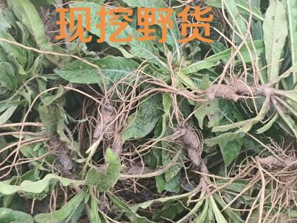 新鲜野货地胆头牛吃埔羊耳草苦地胆纯根煲汤良品