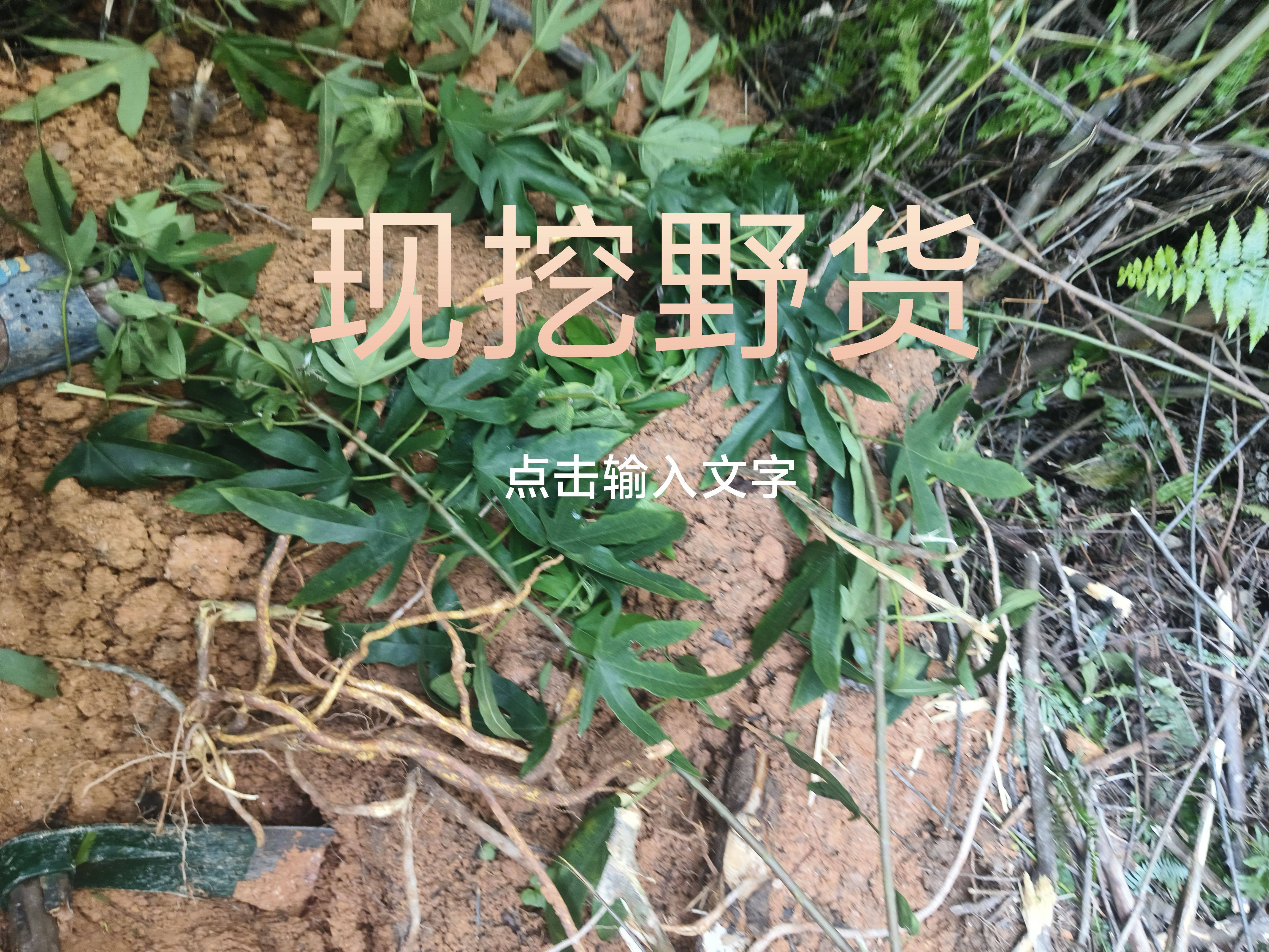 野货五指毛桃根包新鲜中药材煲汤料干货五指毛桃五爪龙特级正宗