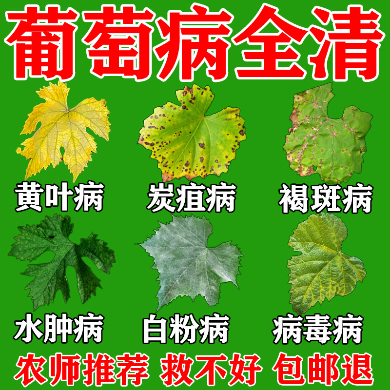 葡萄叶子发黄专用药果树病全治白粉霜霉炭疽黑痘灰霉病菌清杀菌剂