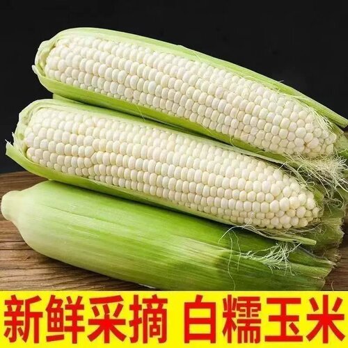苏北现摘现发新鲜白糯玉米