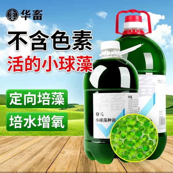 华畜小球藻藻种肥水培藻增氧