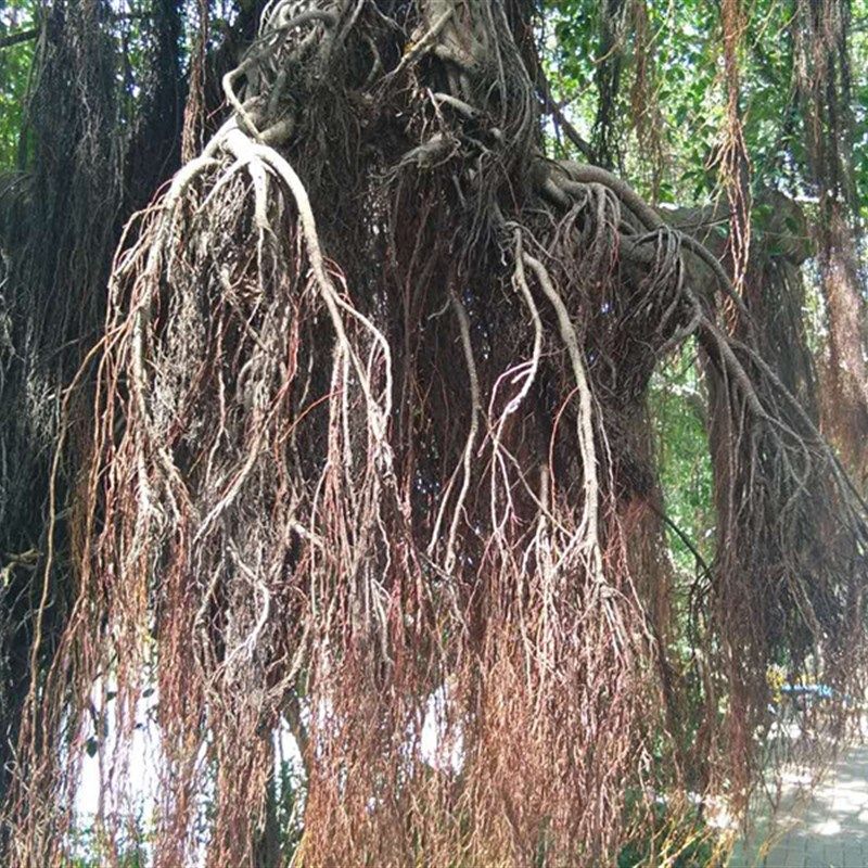 造景根须 雨林装饰 布景道具 树爬藤条 自然须根 鱼缸用品500克包,宠物/宠物食品及用品,造景/装饰,淘宝优惠券,粉丝福利购,淘宝优惠卷