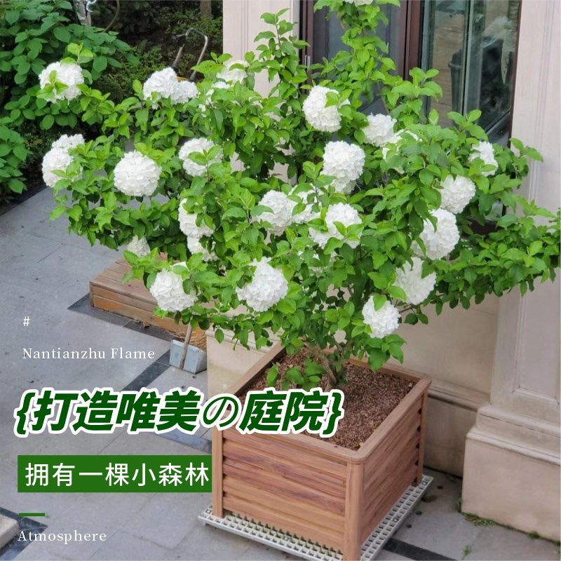 中华木绣球斗球树苗老桩白麻球苗庭院别墅耐寒盆栽风景树绣球花苗