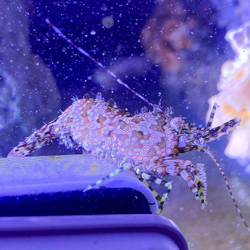 假绵羊虾机械虾薄荷虾海水除藻清理残渣不伤珊瑚观赏虾黄点玻璃虾