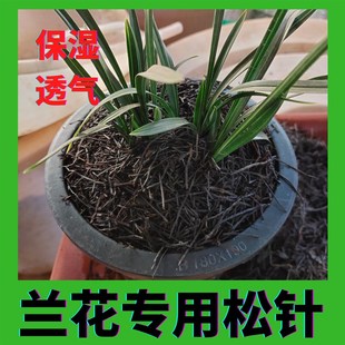 兰花专用松针土兰花专用土纯松针无土松针腐熟松针绿萝无土纯松针