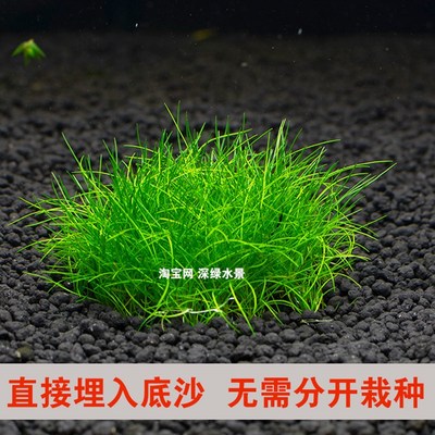 无土养殖懒人前景鱼缸水草造景迷你毡牛毛坨草淡水植物新手免种