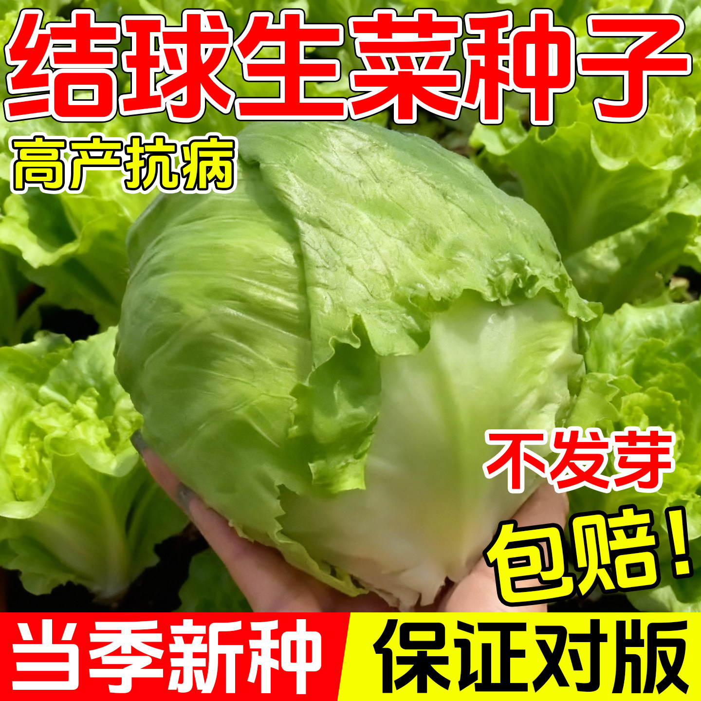 结球生菜甜脆汉堡生菜种子脆嫩爽口生吃生菜种籽盆栽四季农家蔬菜,鲜花速递/花卉仿真/绿植园艺,种苗/半成品盆栽,淘宝优惠券,粉丝福利购,淘宝优惠卷