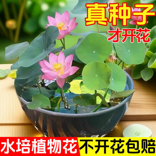 水培碗莲种籽子四季睡荷花