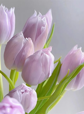 5颗郁金香种球水培玻璃瓶套装多年生耐寒四季种植风信子花卉盆栽