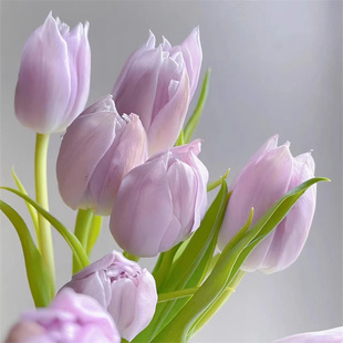 5颗郁金香种球水培玻璃瓶套装 种植风信子花卉盆栽 多年生耐寒四季