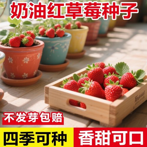草莓种籽子奶油四季播种爆盆盆栽