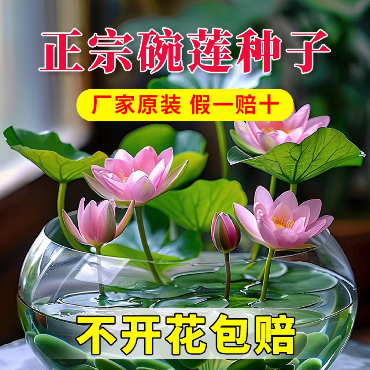 碗莲种七彩五颜六色水培花卉水养