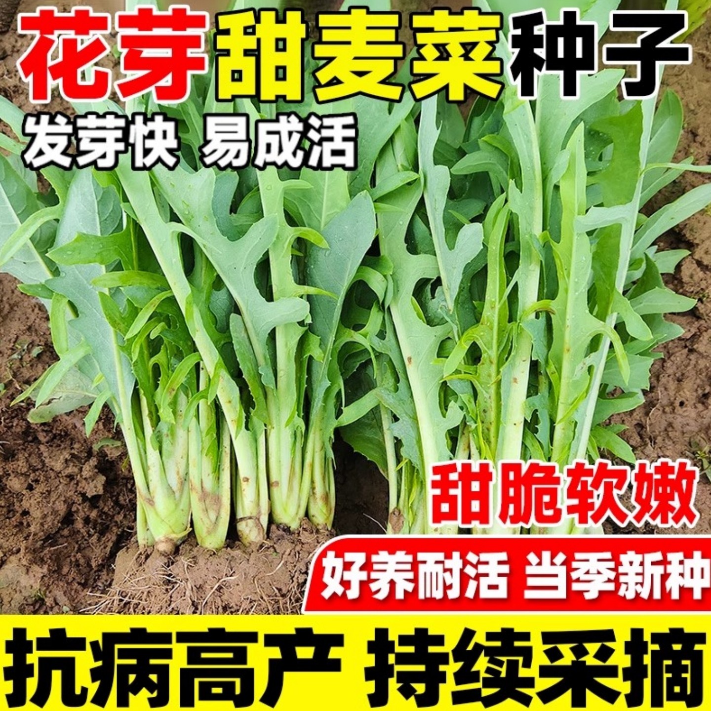 花芽甜麦菜菜籽大芽甜麦菜