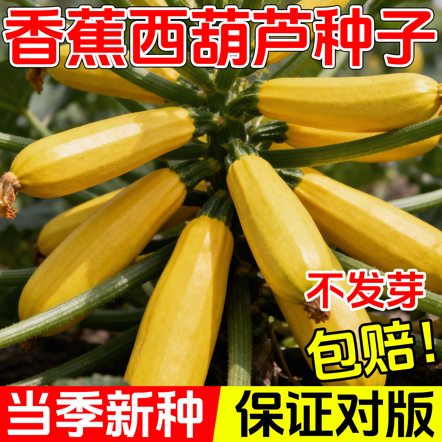 香蕉西葫芦种籽苗四季蔬菜种子室内阳台盆栽黄色金皮香蕉瓜角茭瓜,鲜花速递/花卉仿真/绿植园艺,种苗/半成品盆栽,淘宝优惠券,粉丝福利购,淘宝优惠卷