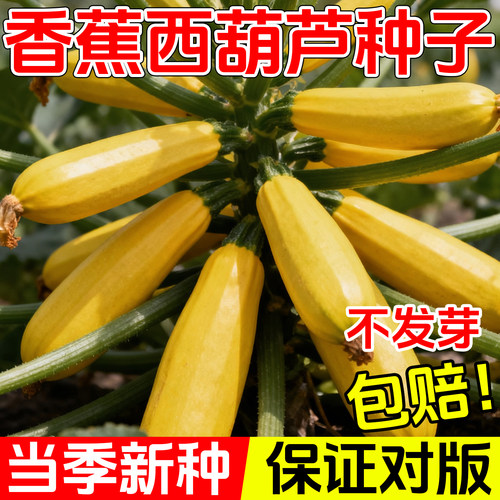香蕉西葫芦种籽苗四季蔬菜种子